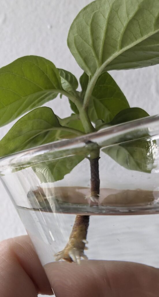 I accidentally broke the stem on this pepper a few weeks ago. I put it in water right away and it just now started growing roots. 2nd pic shows how far behind it is vs. other peppers I started at the same time