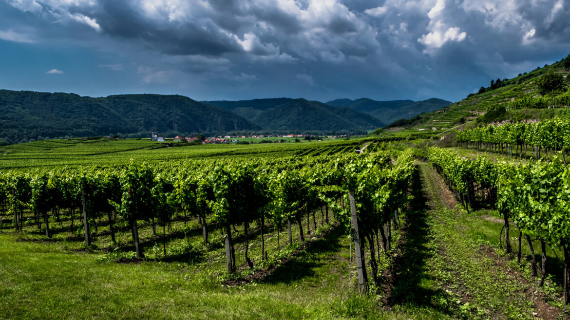 How Climate Change Is Seriously Affecting Winemaking In France