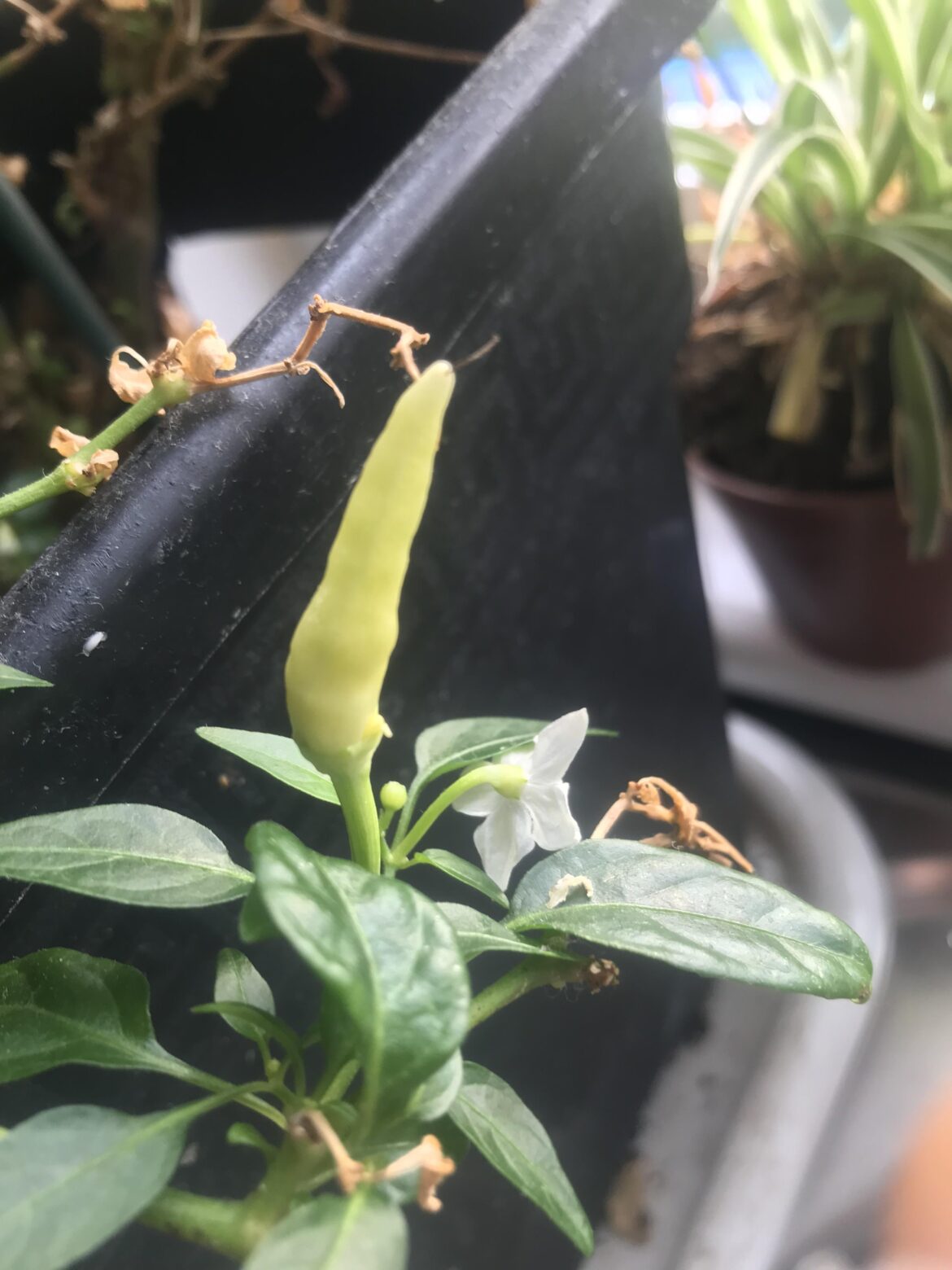 Chillies starting to grow now it’s spring