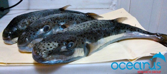 l_r2bzu8ip.sceleratus2