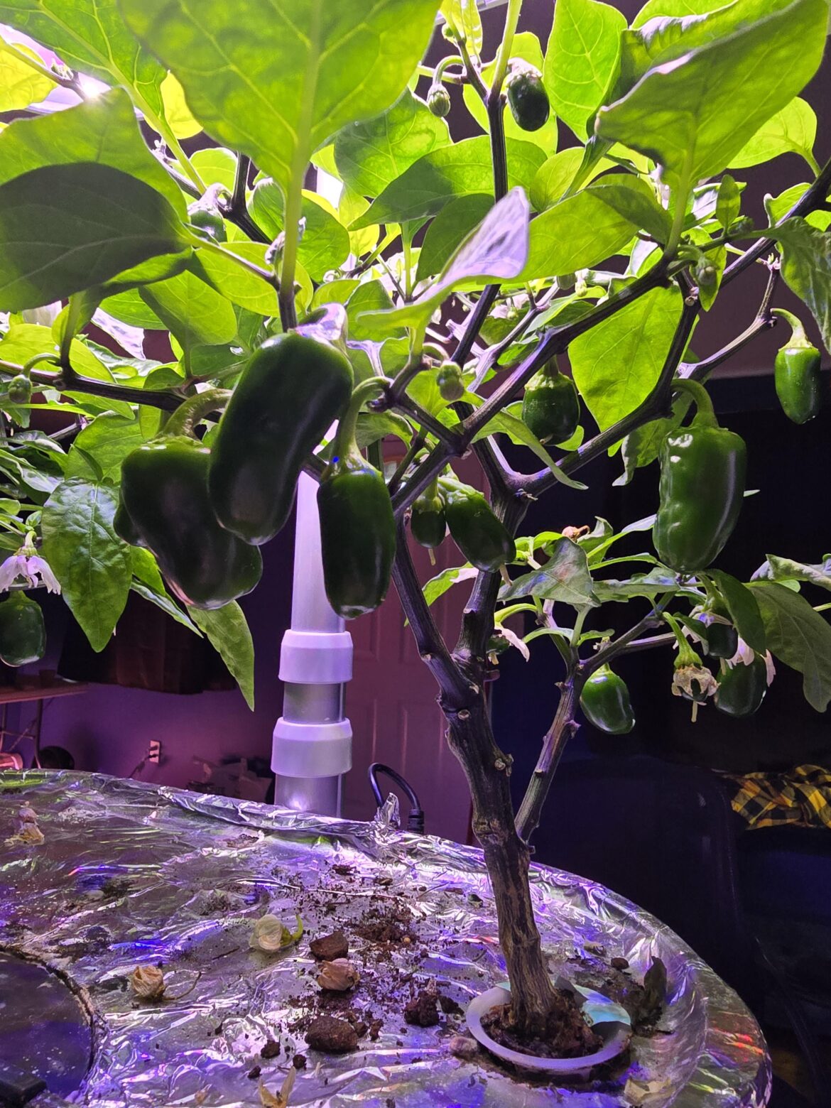 Two tiny plants, loads of peppers Two tiny plants, loads of peppers