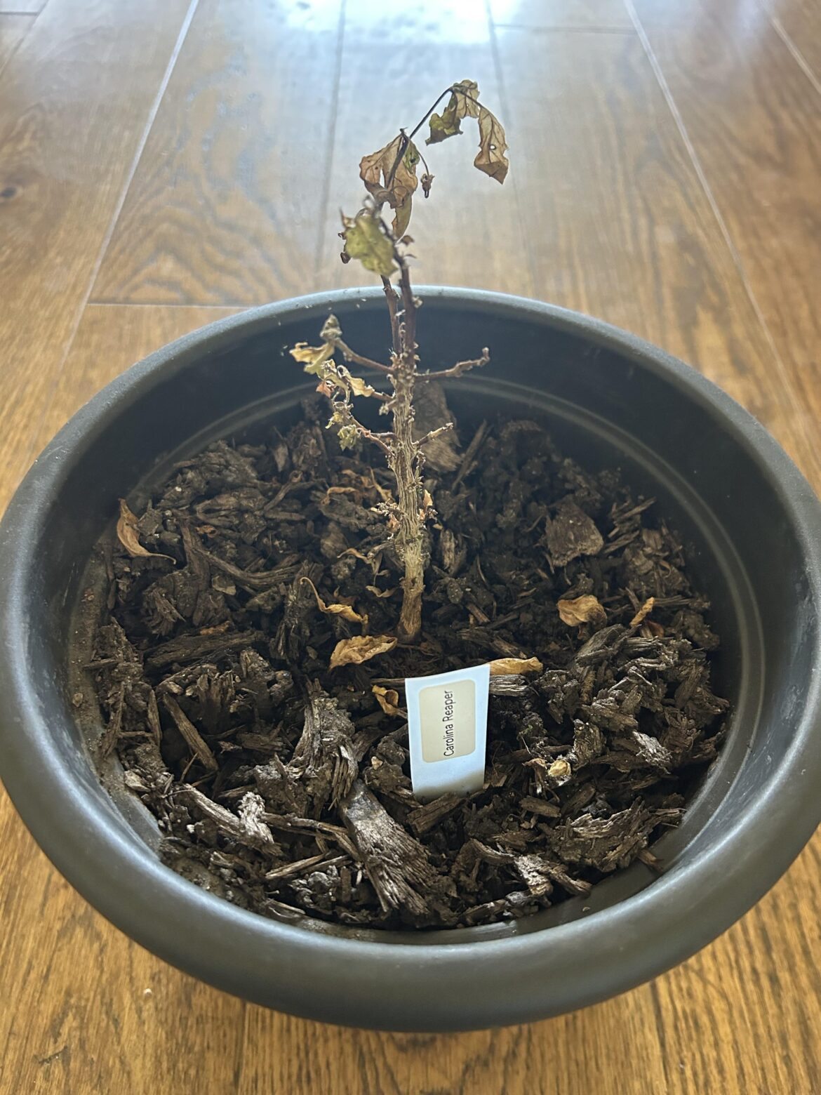 Please help me recover my Carolina Reaper