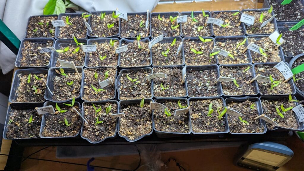 Help! Peppers ain’t doing sh*t Help! Peppers ain't doing sh*t