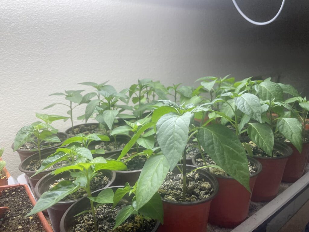 Dreaming of hot peppers and hot weather Dreaming of hot peppers and hot weather