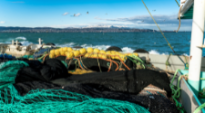 New measures in Gulf of Lion to protect precious Mediterranean fish stocks and habitats | General Fisheries Commission for the Mediterranean (GFCM) New measures in Gulf of Lion to protect precious Mediterranean fish stocks and habitats | General Fisheries Commission for the Mediterranean (GFCM)