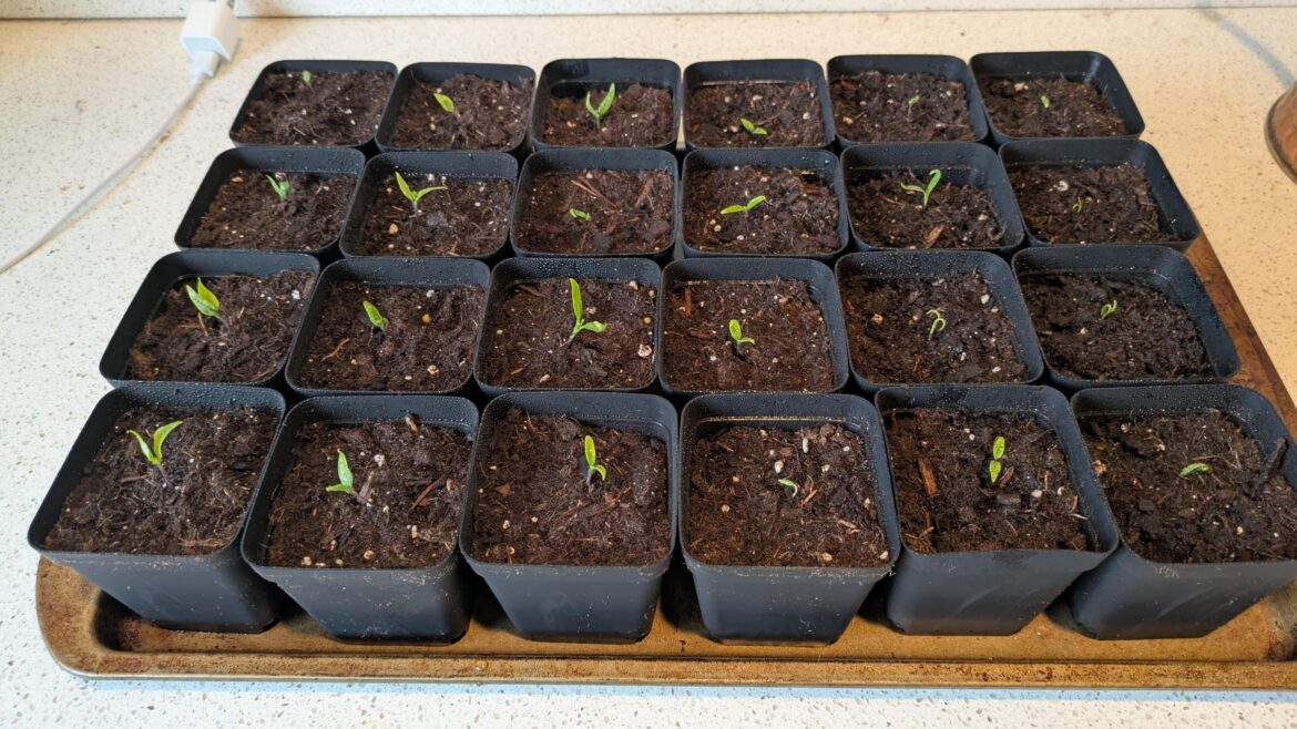 Huge mishap with seedlings. Need advice Huge mishap with seedlings. Need advice