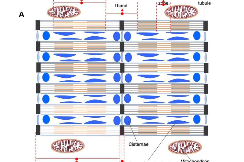 Fig. 1. Comparison of the organization of "classic" skeletal muscle with parallel myofibrils and sonic muscle with lattice myofibrils in Parophidion vassali. Credit: E.Parmentier/M.Thiry/Université de Liège Muscle fibres: an unexpected organisation revealed