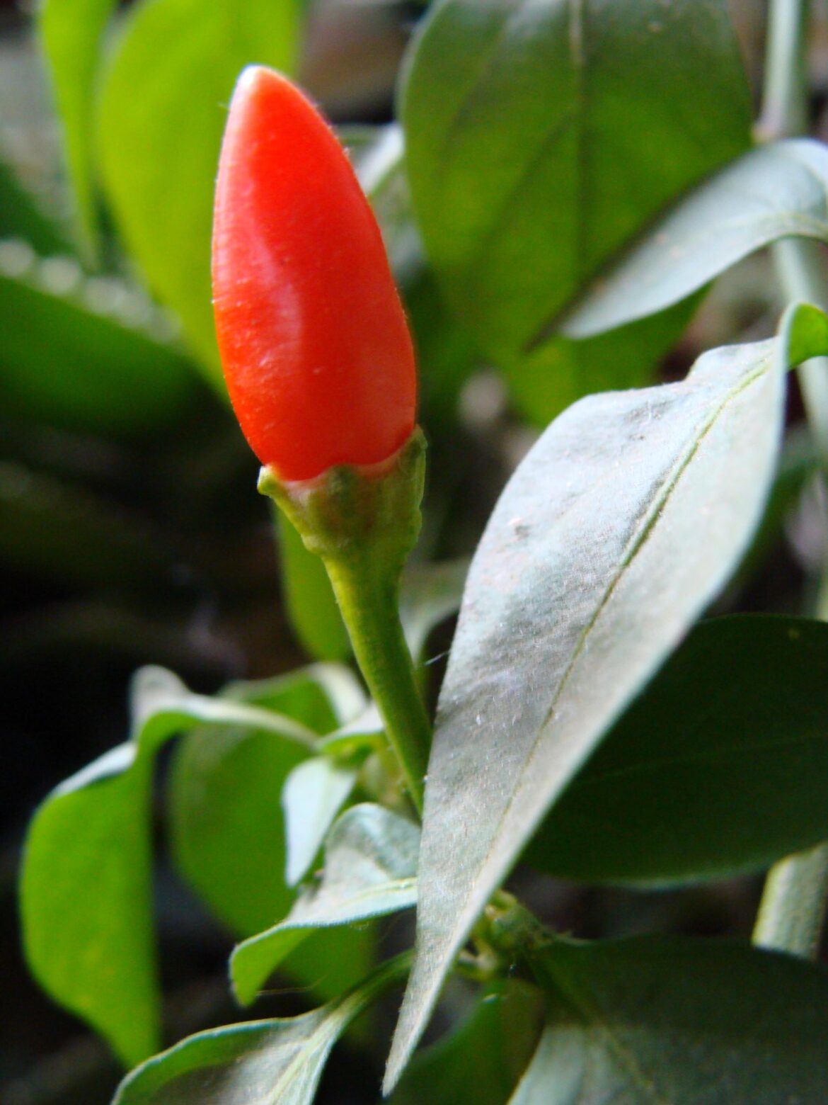 Red Pepper