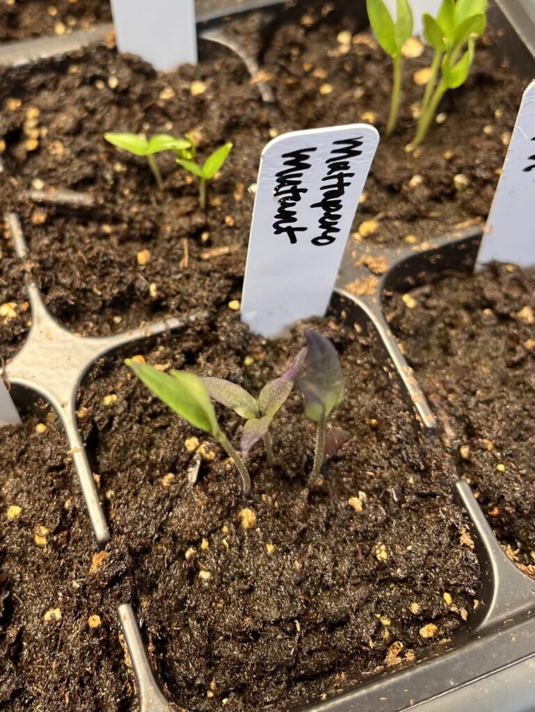 I went years without a triple Cotyledon and now I have two