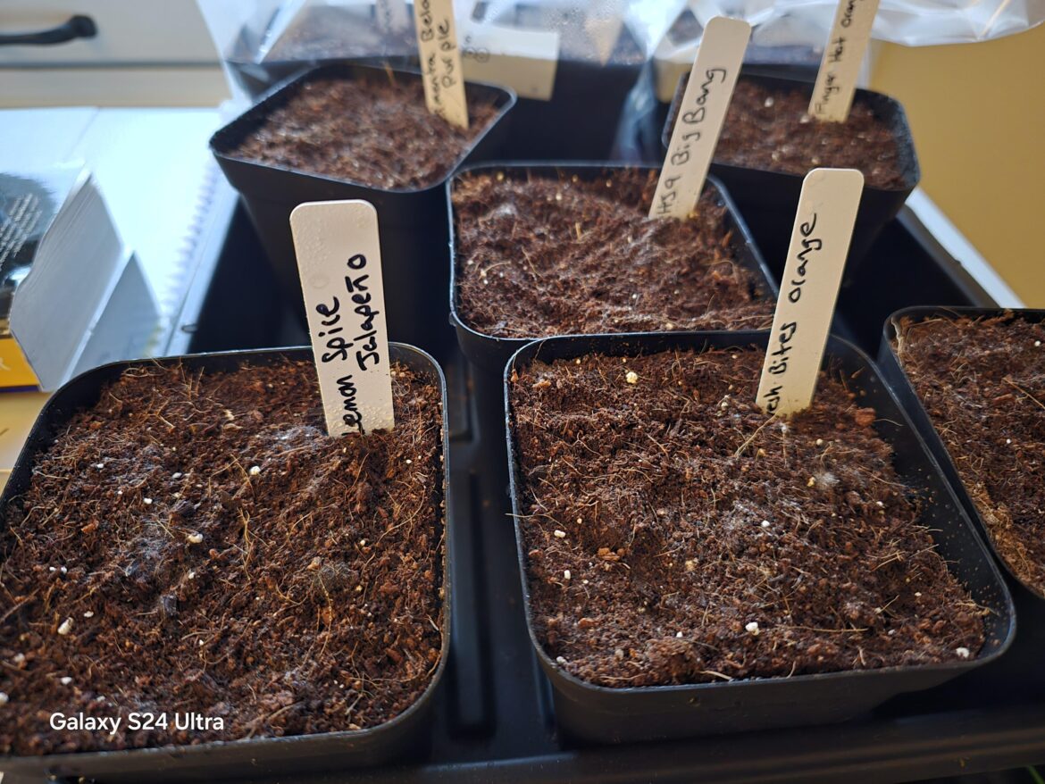 Mold Issue Mold Issue