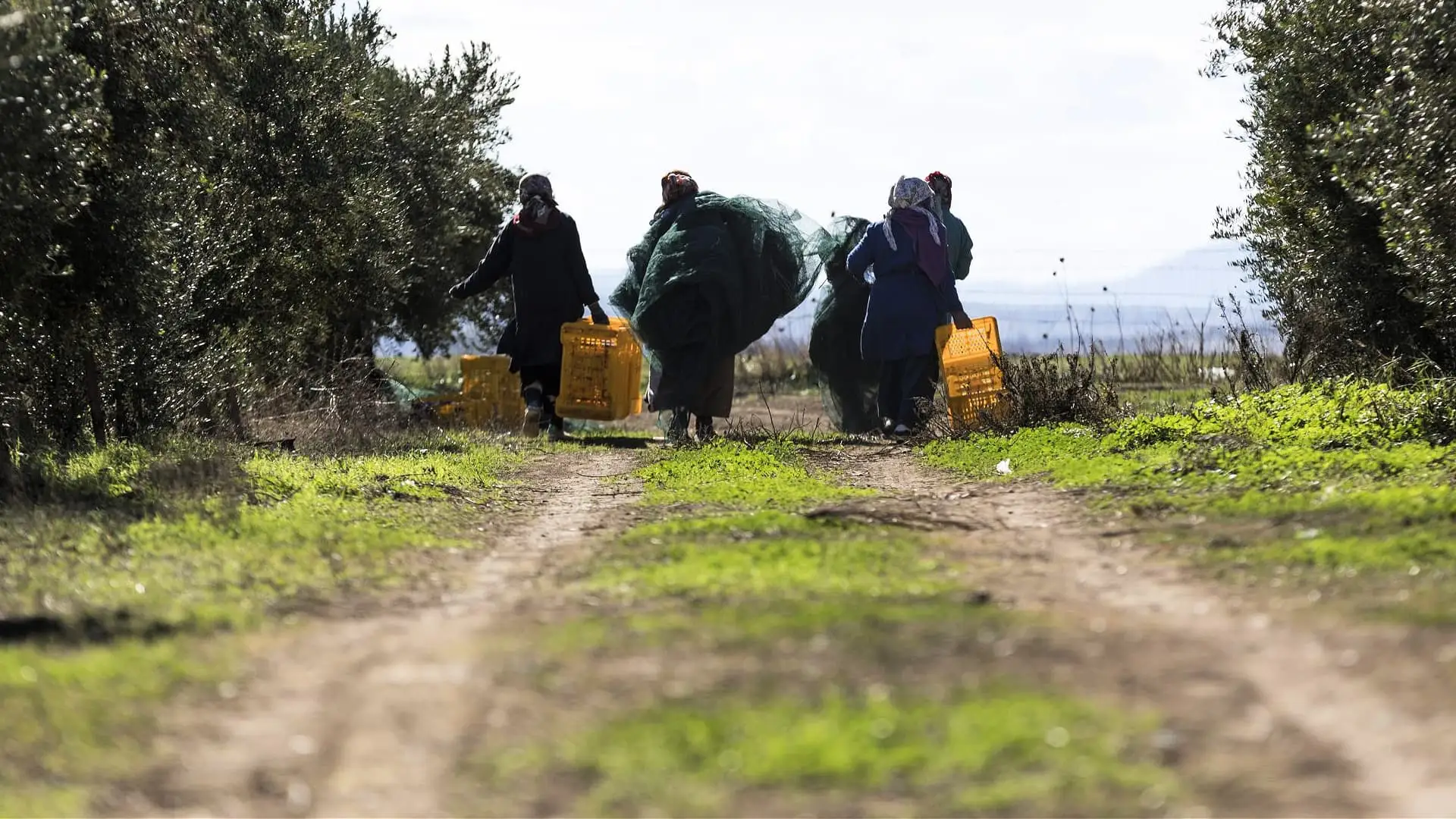 profiles-the-best-olive-oils-production-africa-middle-east-acclaimed-producer-prepares-for-fruitful-harvest-in-tunisia-olive-oil-times