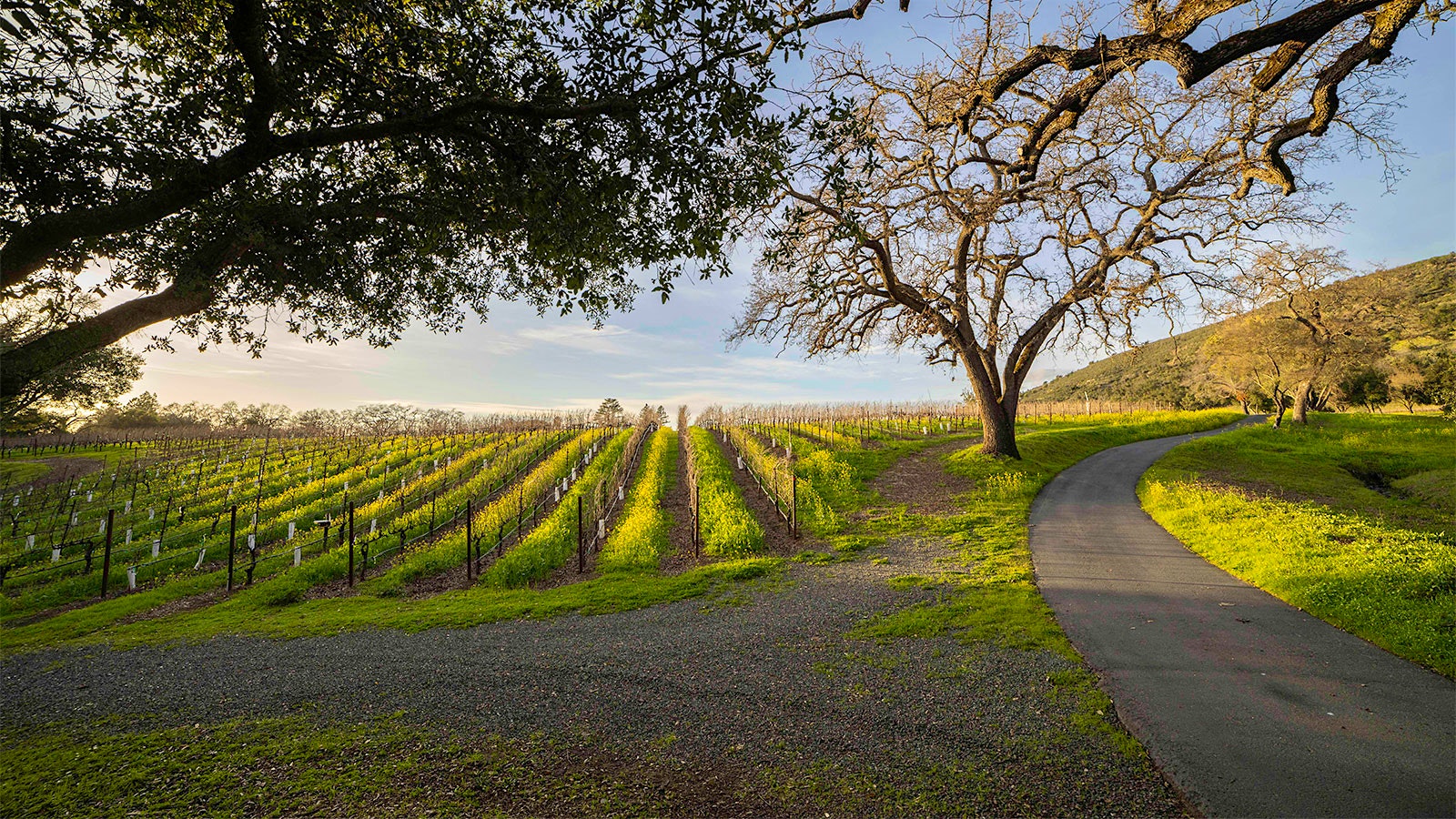 Oak trees and vines in the Arcadia Vineyard in Napa Valley.