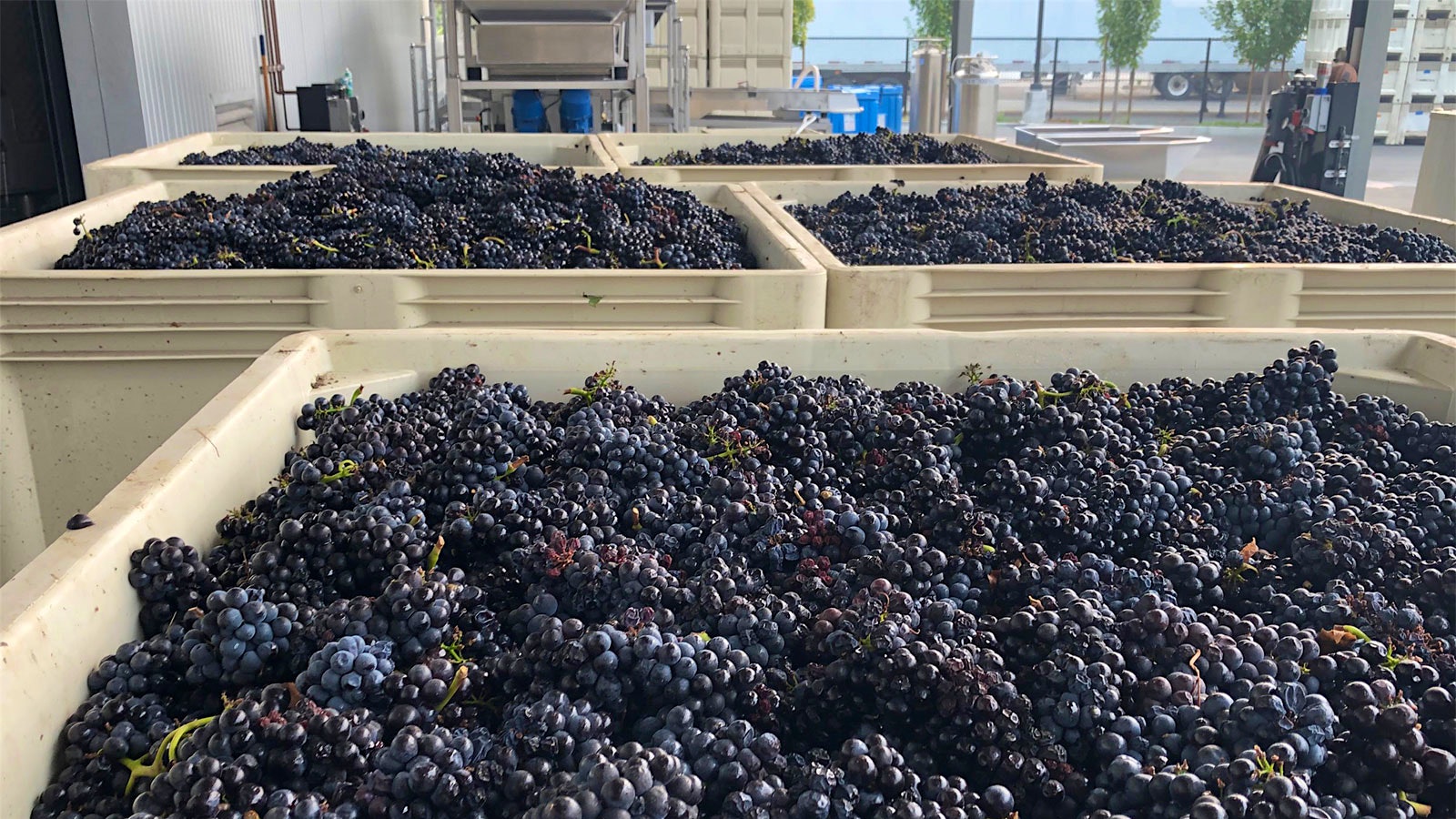 Sonoma Pinot Noir in large bins just after picking.