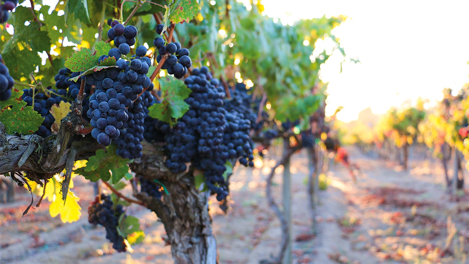 Zinfandel bunches hang on vines in Sonoma.