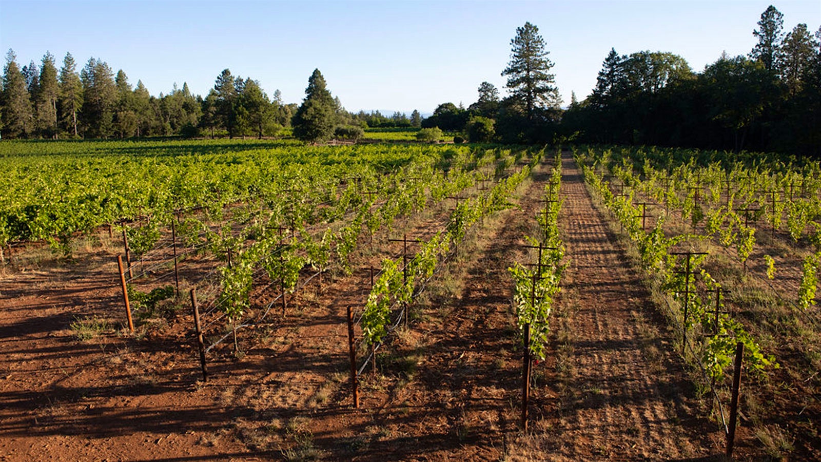 Summit Lake Vineyards on Howell Mountain in Napa.
