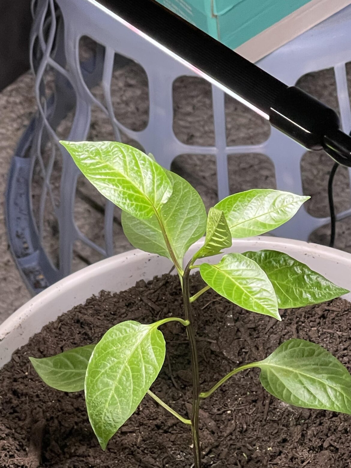 Why is this thing going backwards despite the light being directly on top of it?