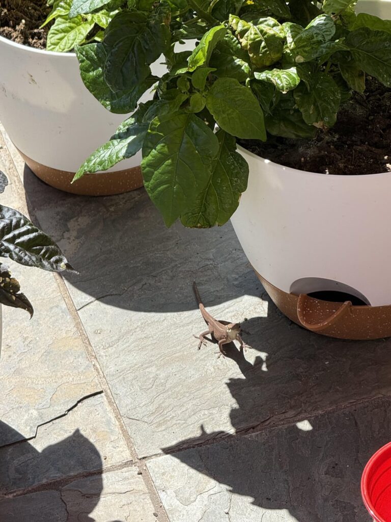 Why I don’t spray pesticides