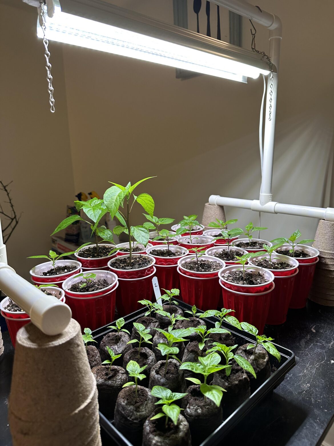 First time with supers how are my boys looking its been a month. First time with supers how are my boys looking its been a month.