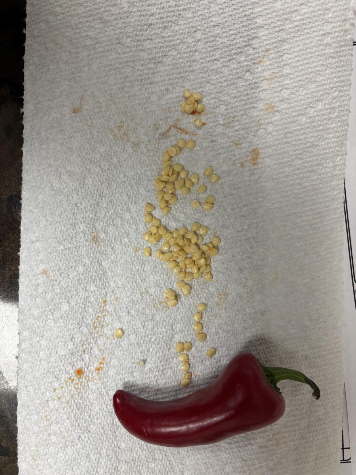 Planting new seeds from a fresh pepper