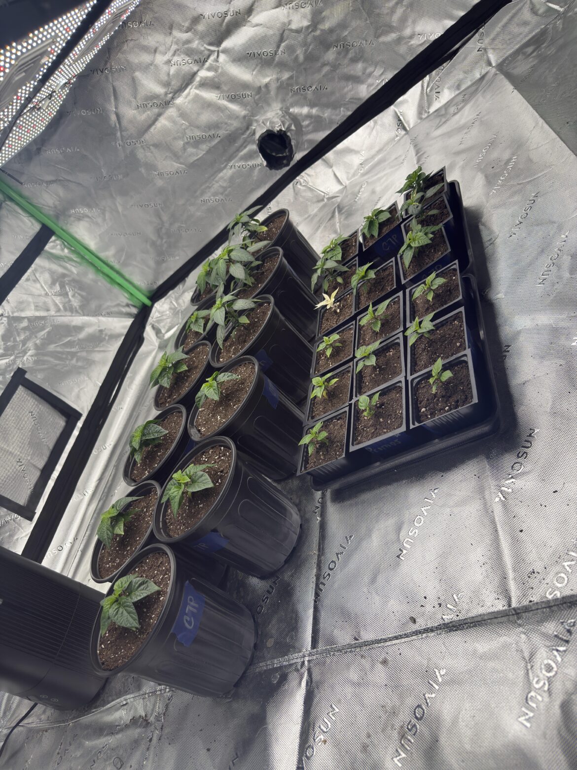 Looks like everything is finally bouncing back from the transplant