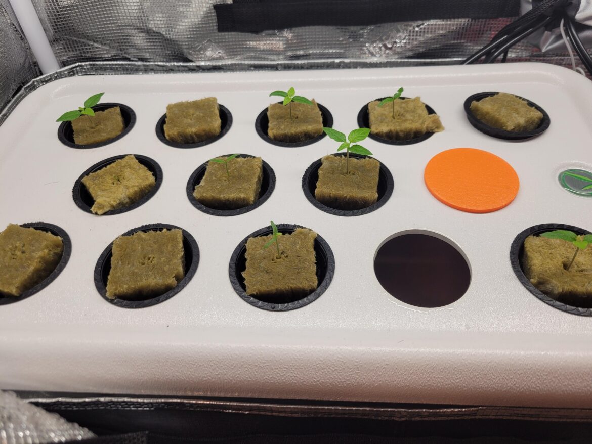 First attempt at growing peppers.