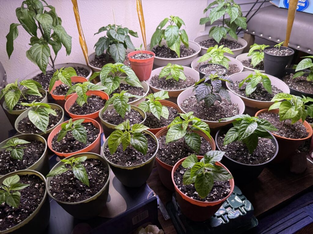 Fresh pots of Happy Frog 🐸