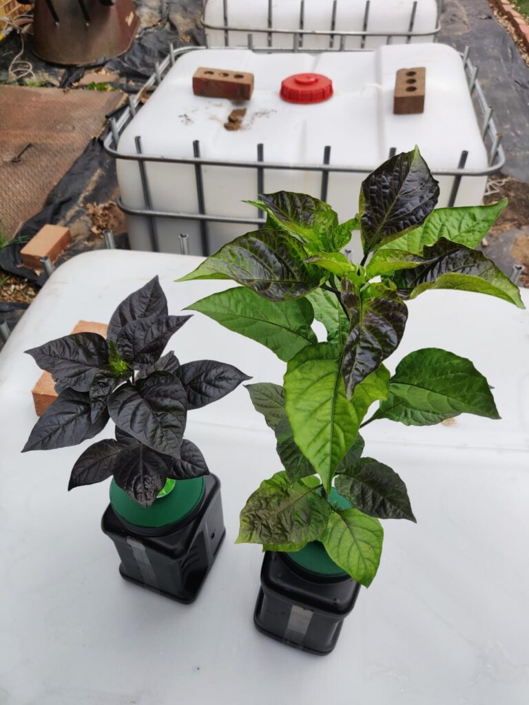 My Kratky Babies + more! My Kratky Babies + more!