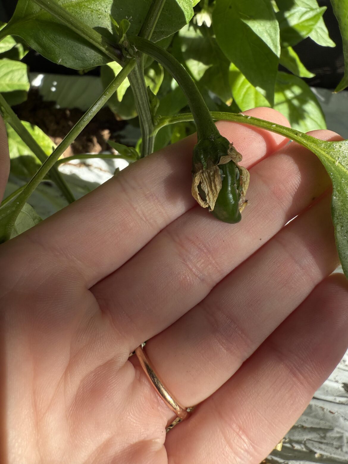 It begins! First pepper of the season ๐ It begins! First pepper of the season ๐
