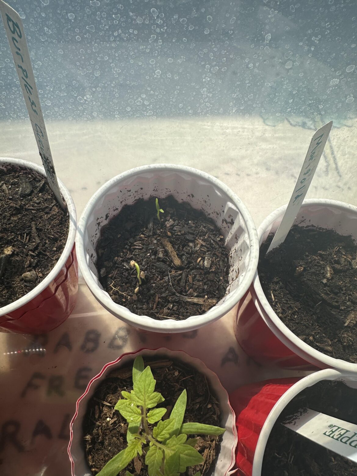 I can’t believe it worked! I can’t believe it worked!