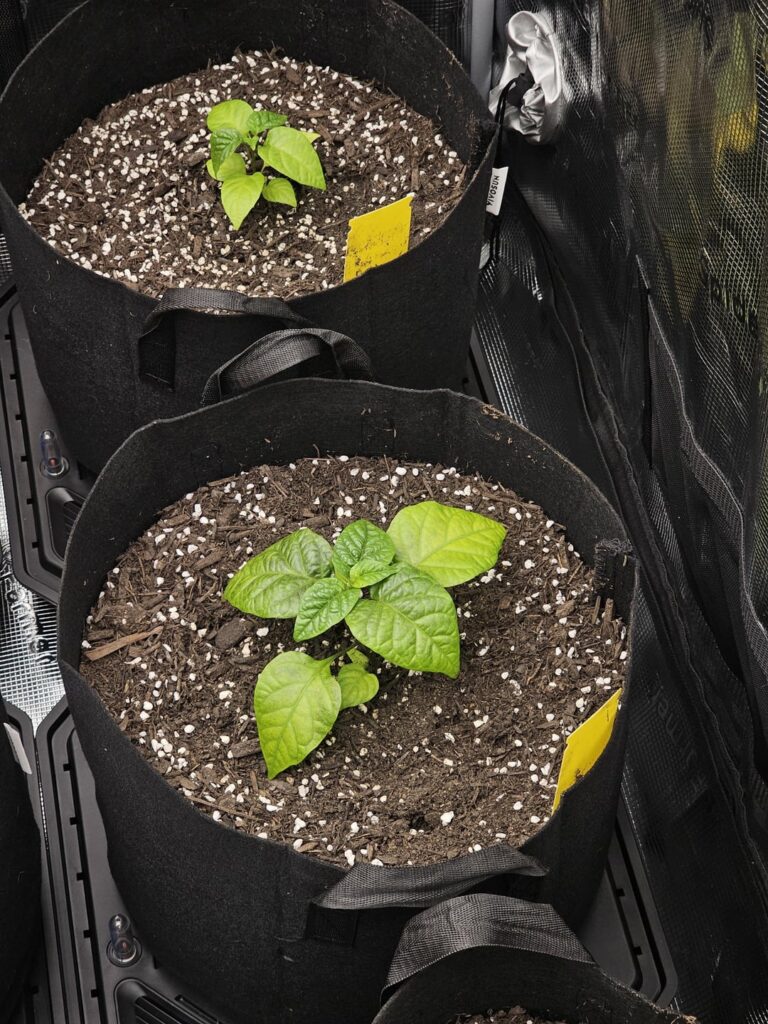 Update on my reapers… Update on my reapers...