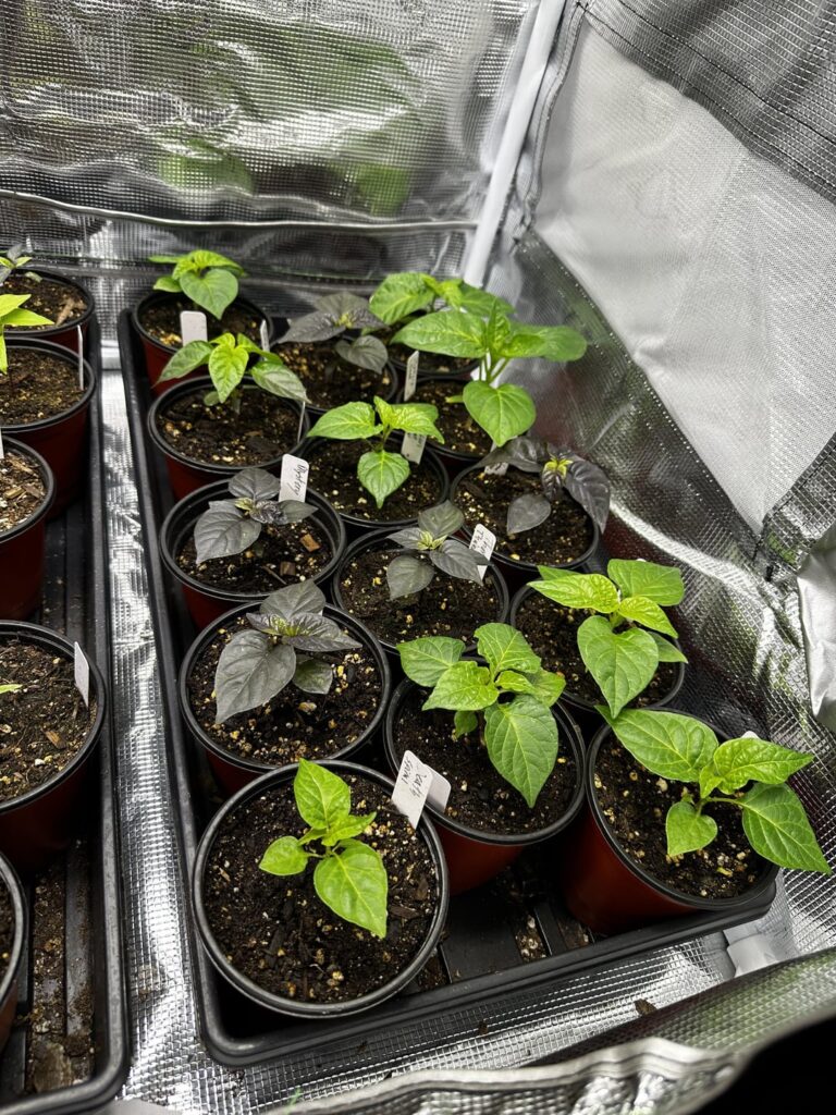 Are my plants damping off? Are my plants damping off?