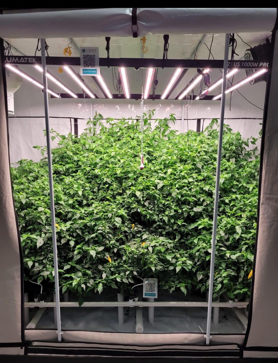 Hydroponic Run to waste Lemon Aji grow