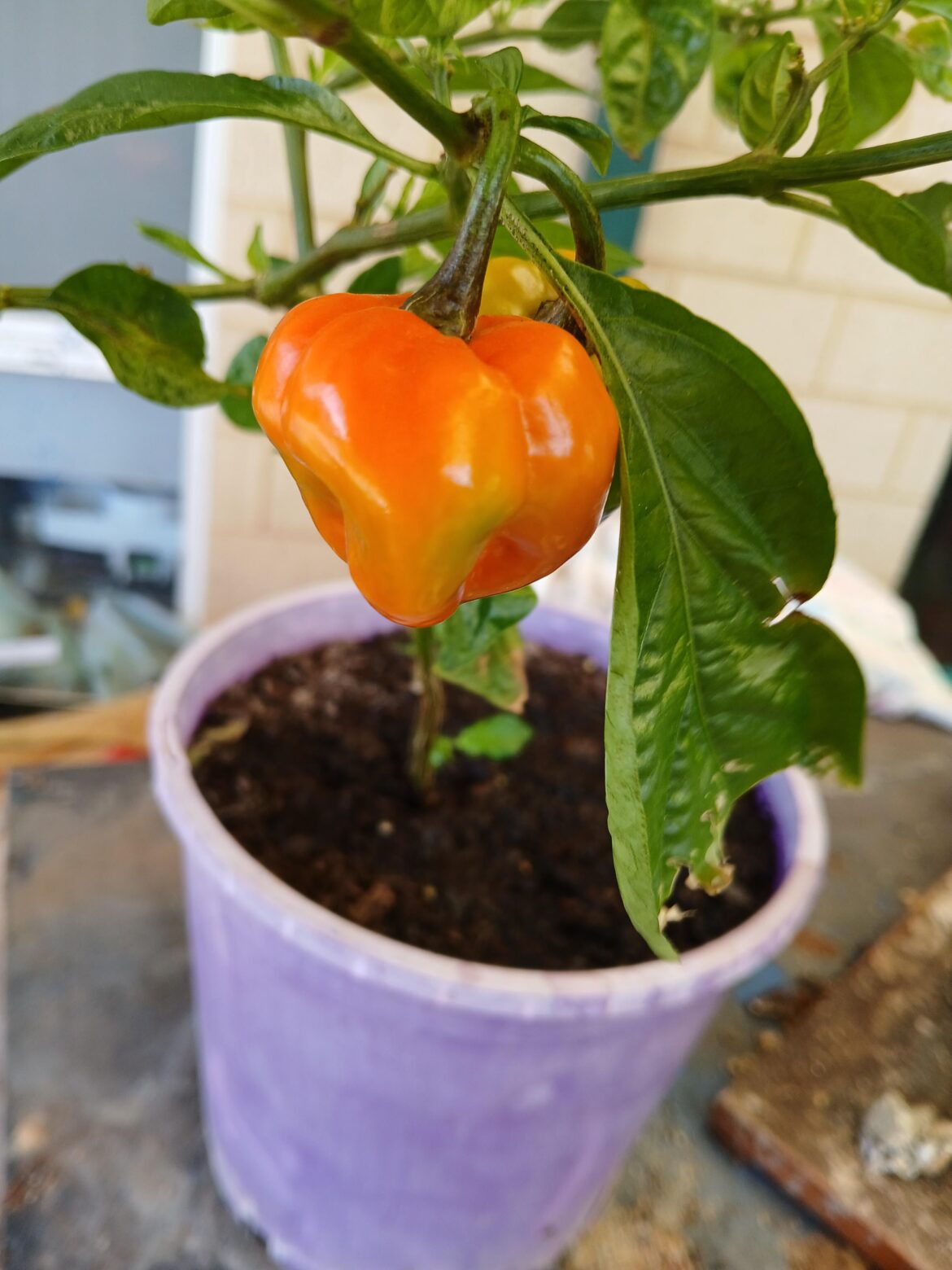 Why does it taste like bell pepper