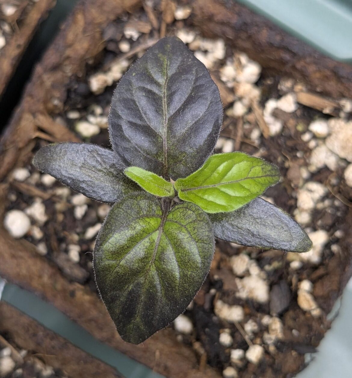 My ghost seedling is so purple and cute