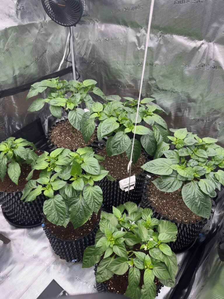 A week in the grow tent A week in the grow tent