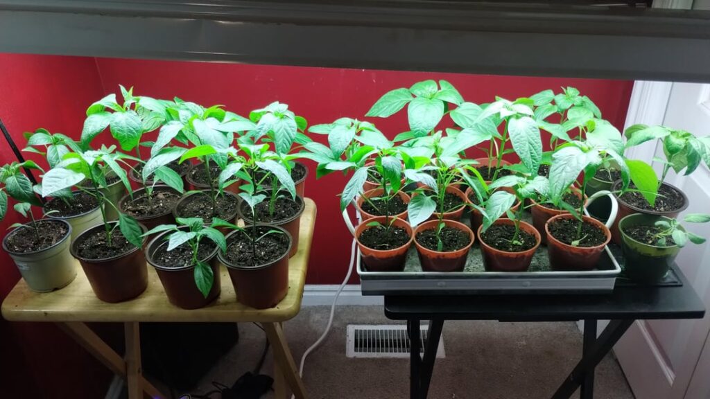 Some of them have flowers growing on them!