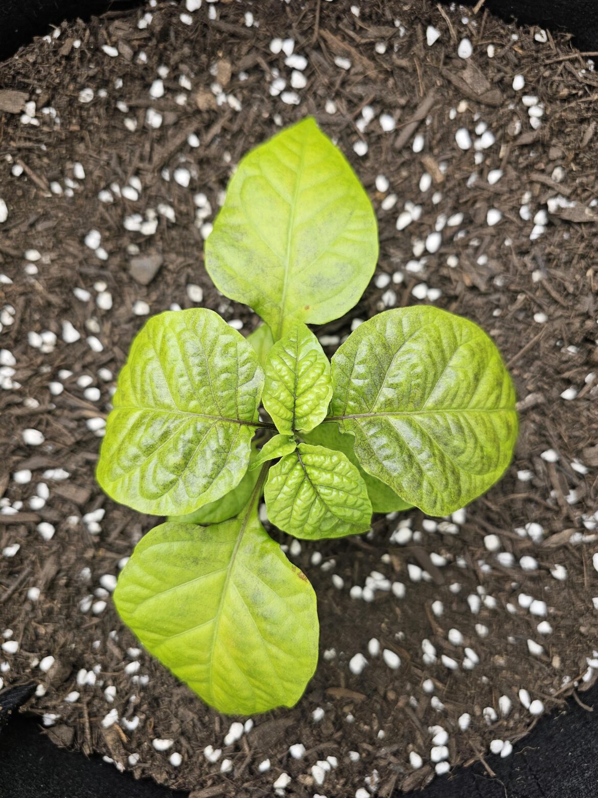 brown spots on two of my reaper leaves, Too much light? or new potting mix causing Nutrient burn? Do the new leaves look healthy?