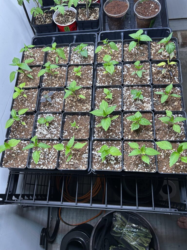 2025 season starts, let’s go!! 🌶️