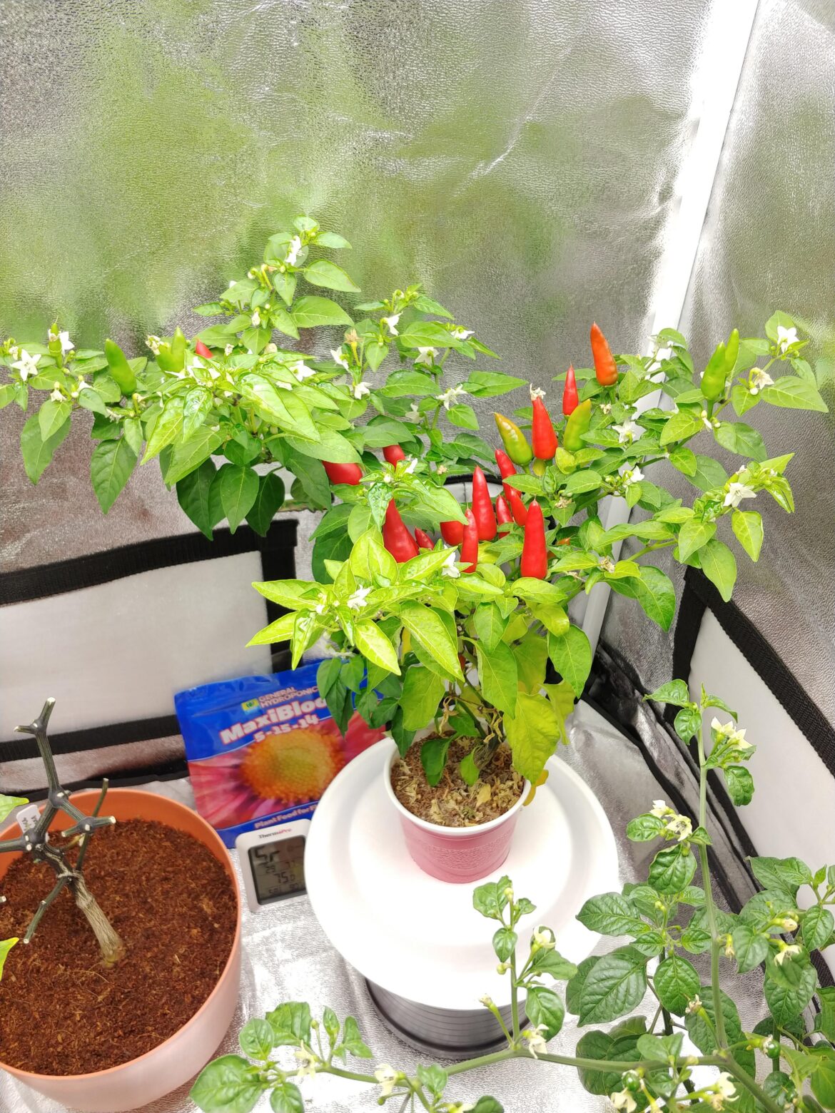 Ready to eat some tabasco peppers. I counted 22 red ones