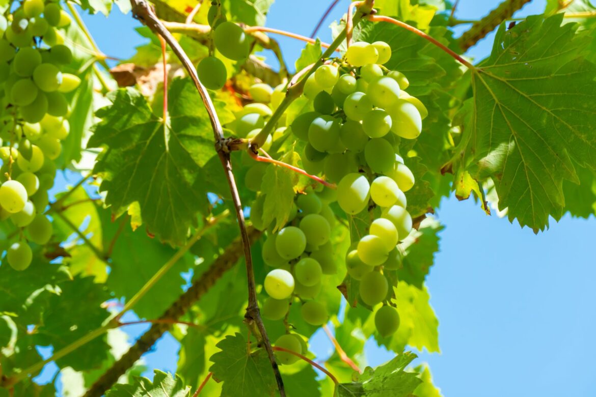 Portuguese Wine Show returns to Albufeira