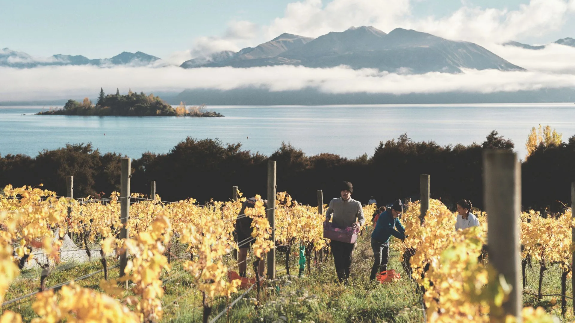 Rippon vineyard on the shores of Lake Wānaka
