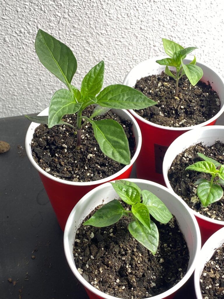 How to tell when to plant outdoors How to tell when to plant outdoors