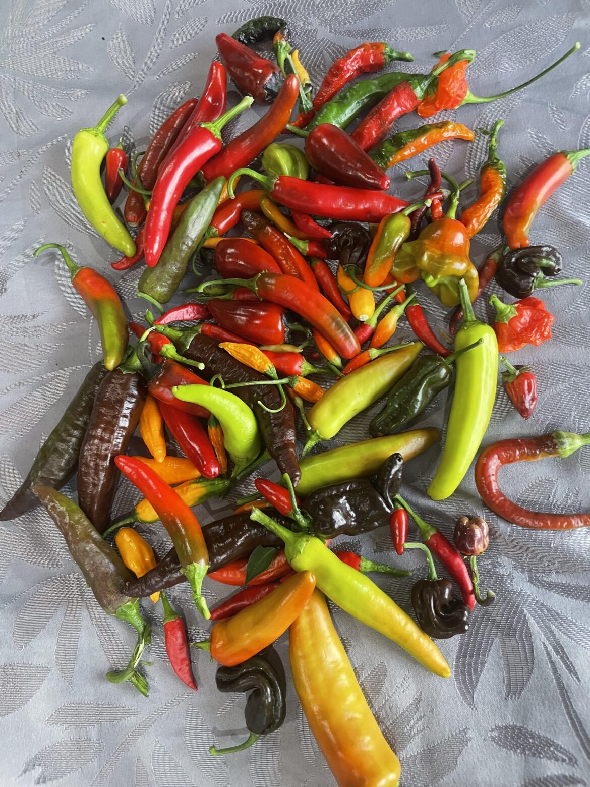 Checking in down under