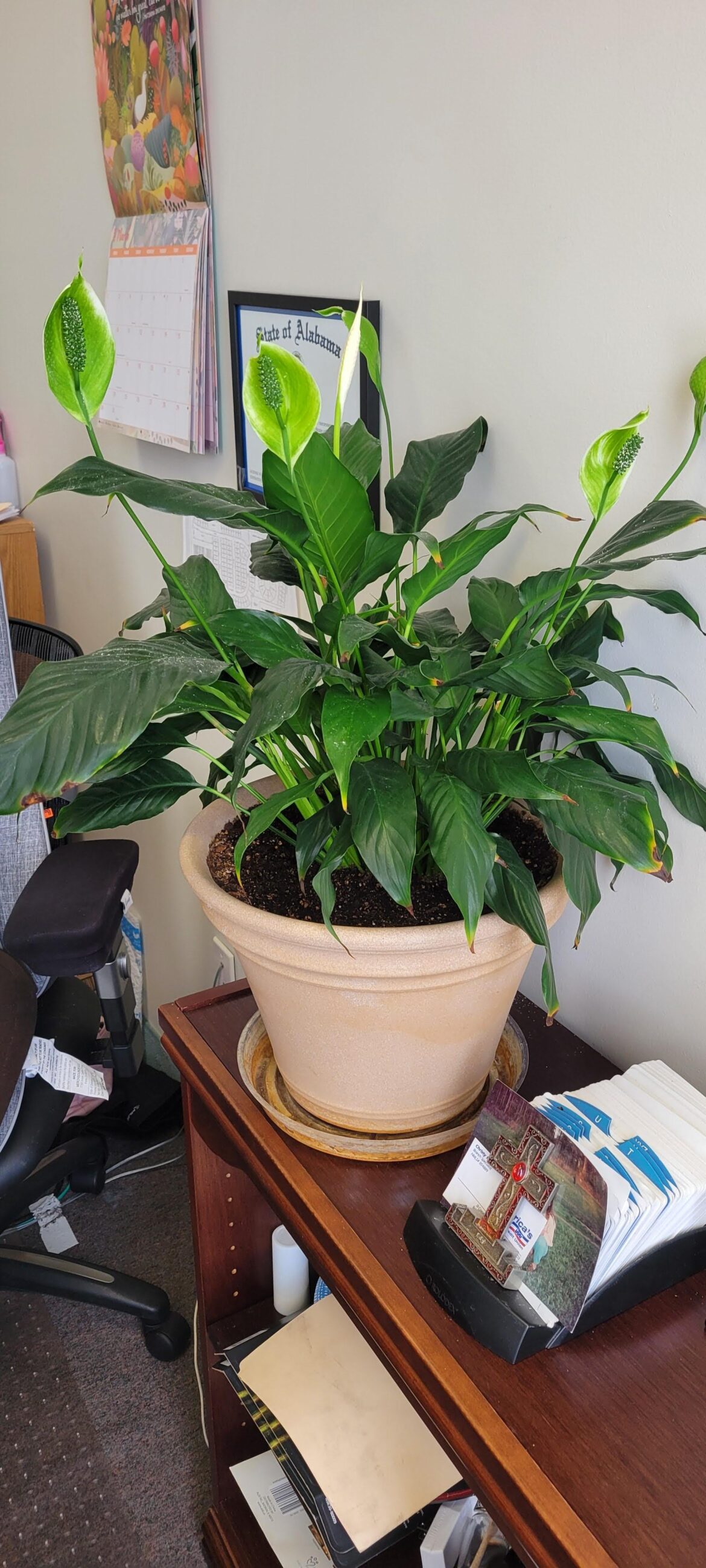 is this low indirect sunlight medium indirect sunlight or bright indirect sunlight on this peace lily