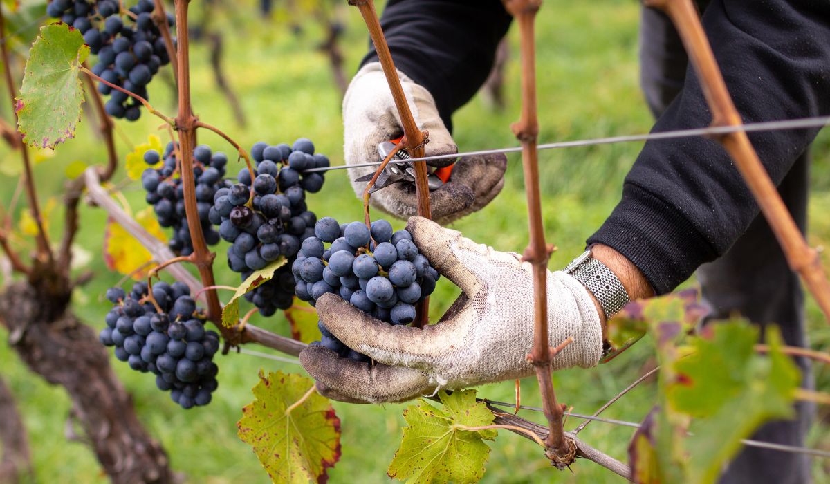 shiraz grapes in vineyard