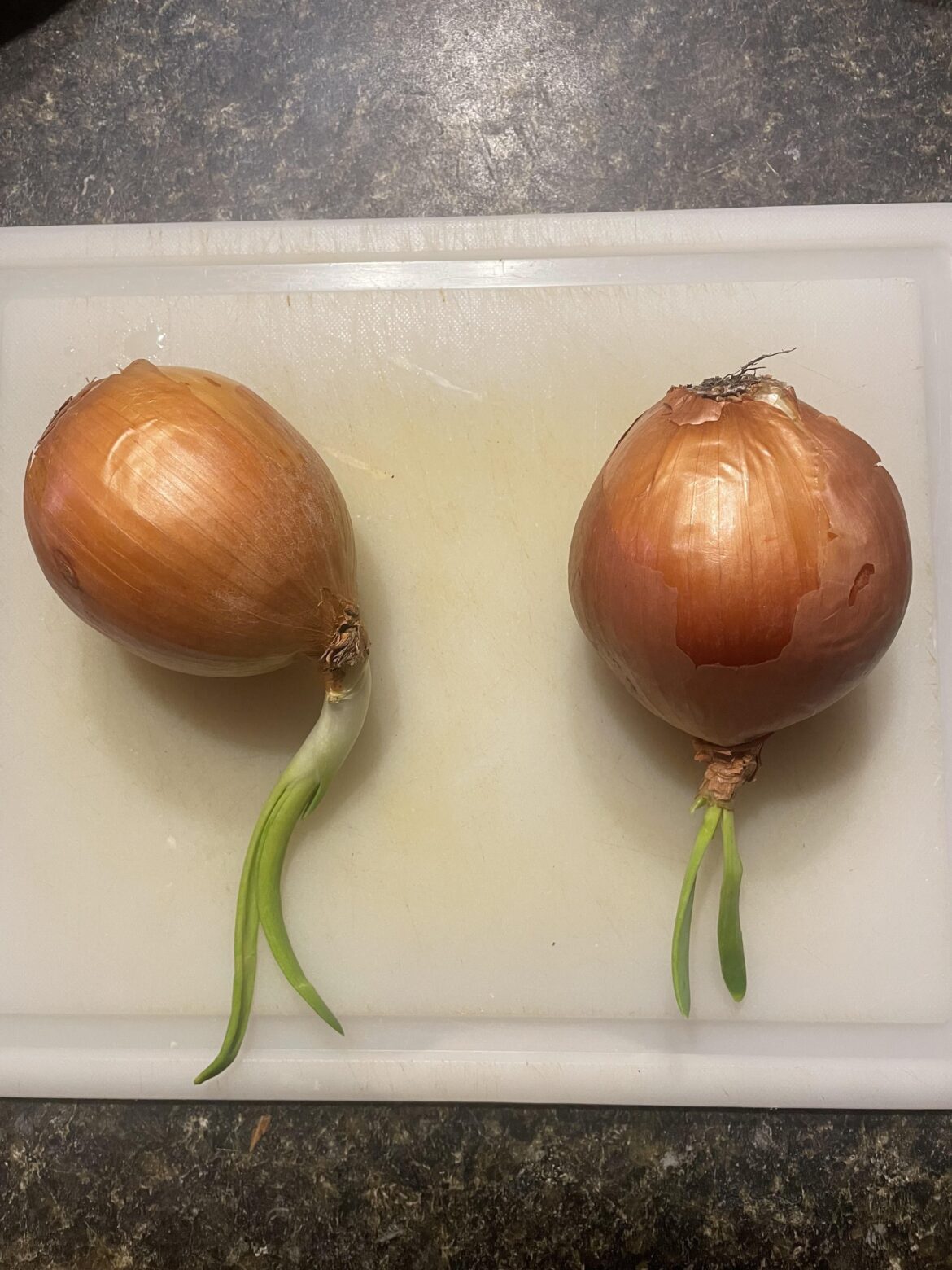 Onions weren’t sprouting when I bought them but now are. Are they okay to use?