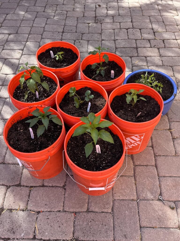 Home Depot bucket peppers are officially planted as spring is underway! To Home Depot bucket peppers are officially planted as spring is underway! To