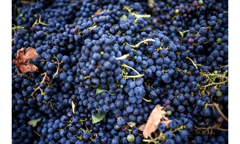 The quality of 2024 wines is expected to be good, but the quantity is not