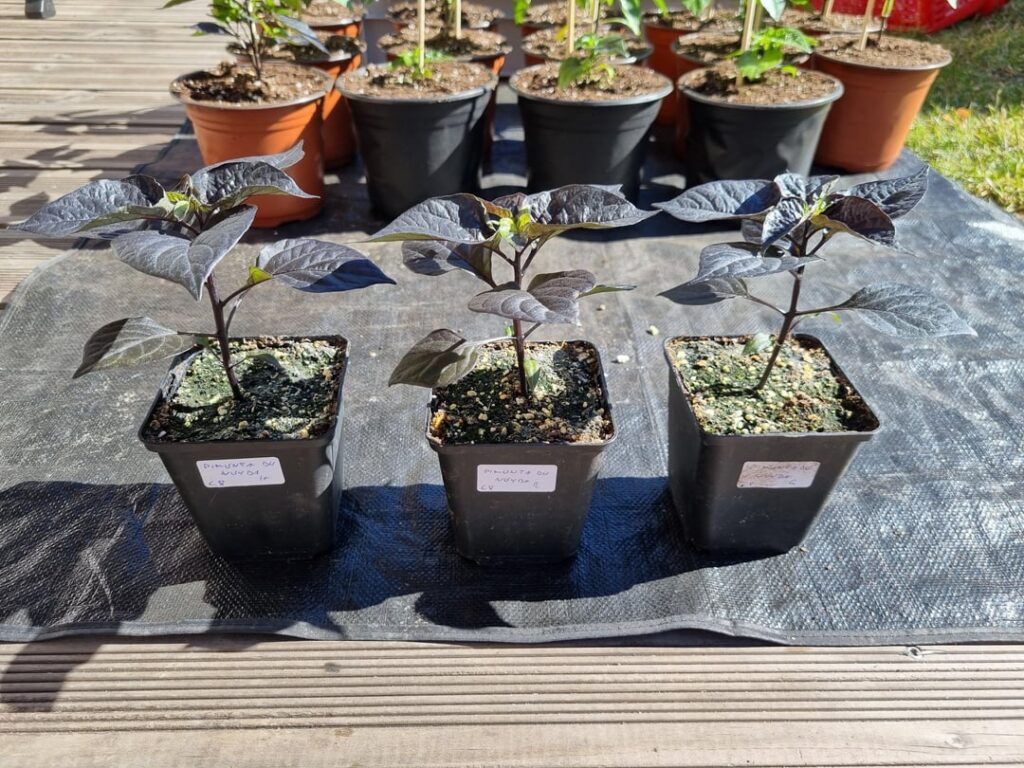 Humic Acid vs Mycorrhizae Humic Acid vs Mycorrhizae