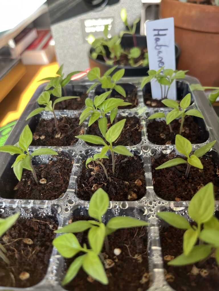 Habanero Progress Update: How to separate twins?